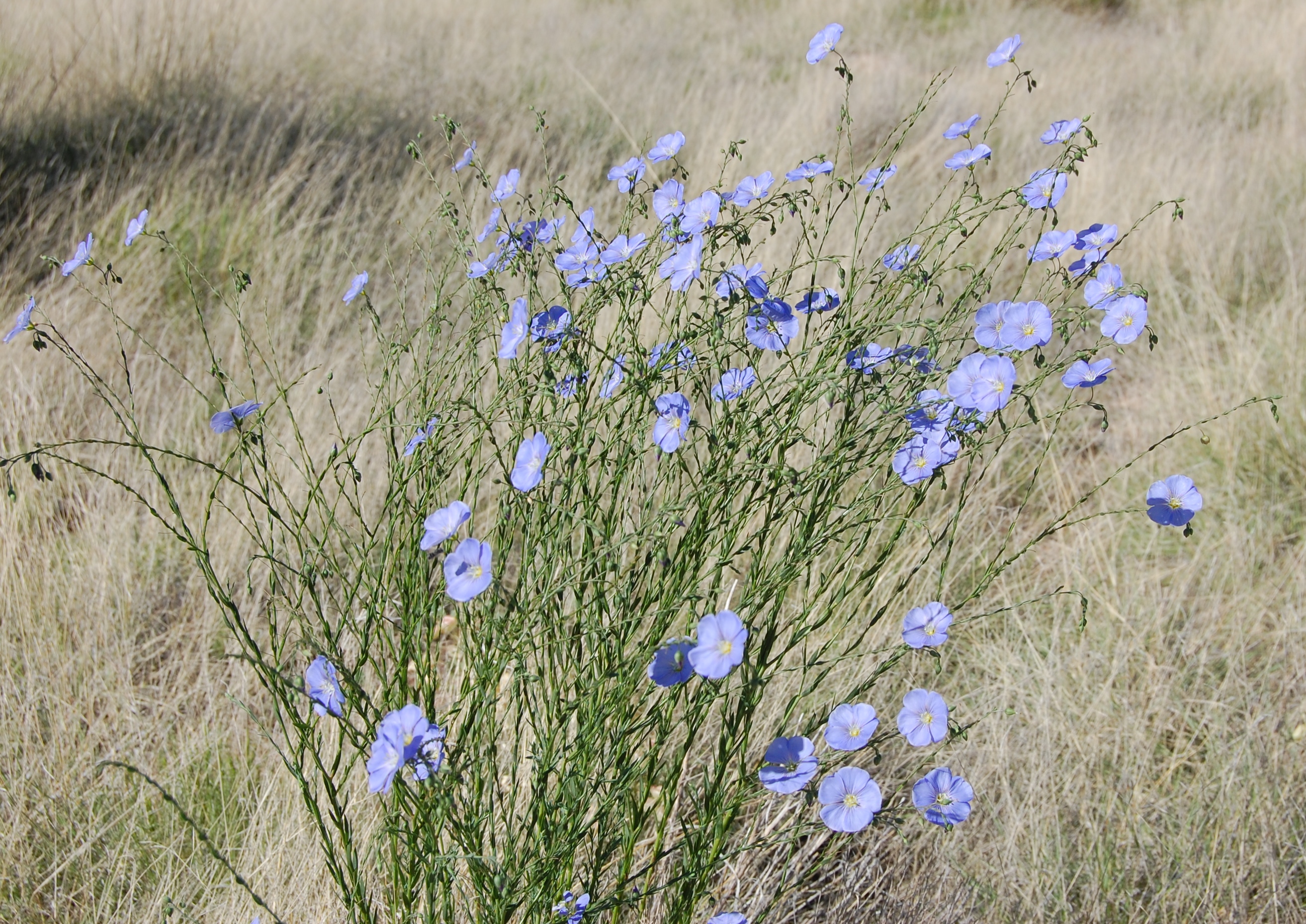 Wild Blue Flax flowering